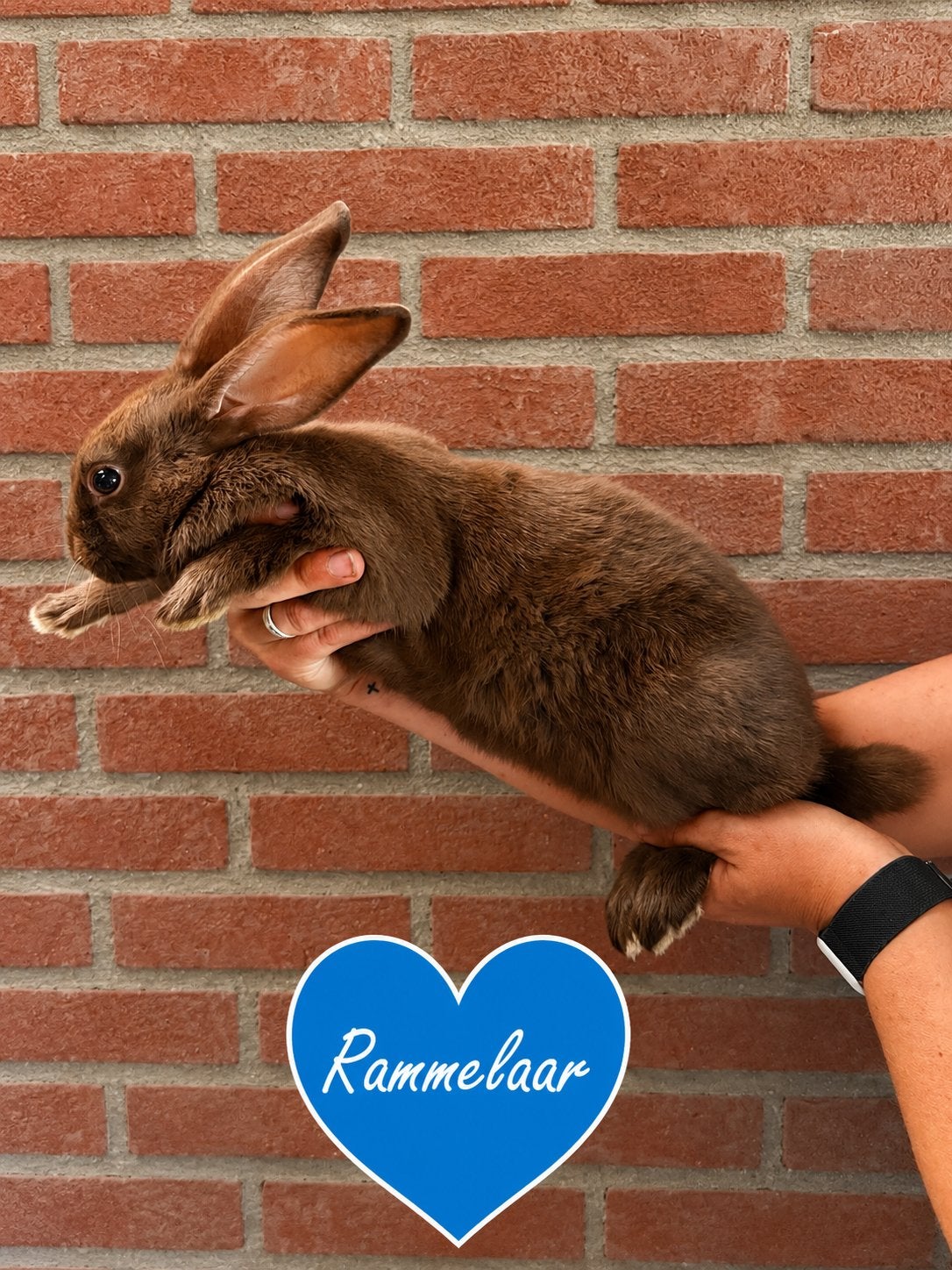 Duitse Reus × Rex XL – tamme jonge rammen, Dieren en Toebehoren, Meerdere dieren, Groot