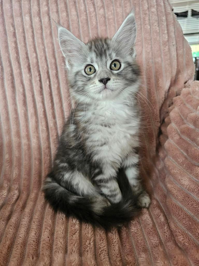 Lieve Maine Coon kittens ( stamboom)