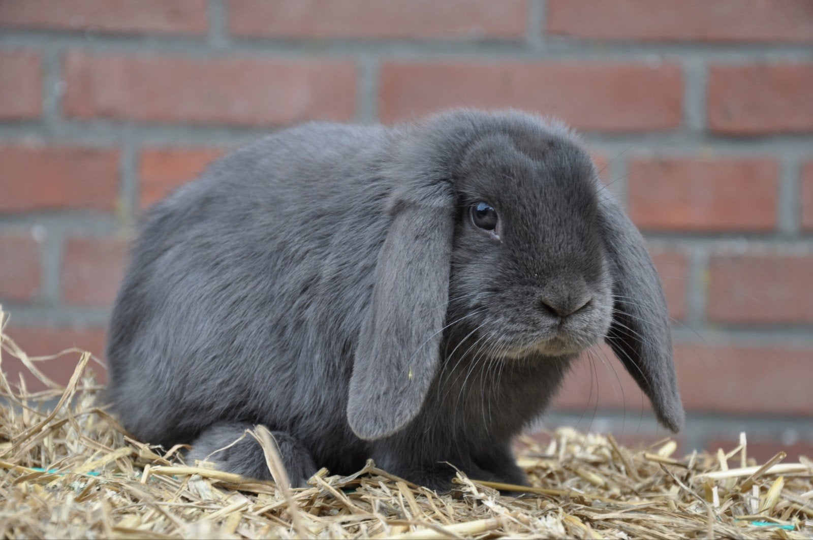 jonge Nederlandse hangoor dwerg voedster blauw NHD konijn, Dieren en Toebehoren, Konijnen, Vrouwelijk, Dwerg, Hangoor, 0 tot 2 jaar