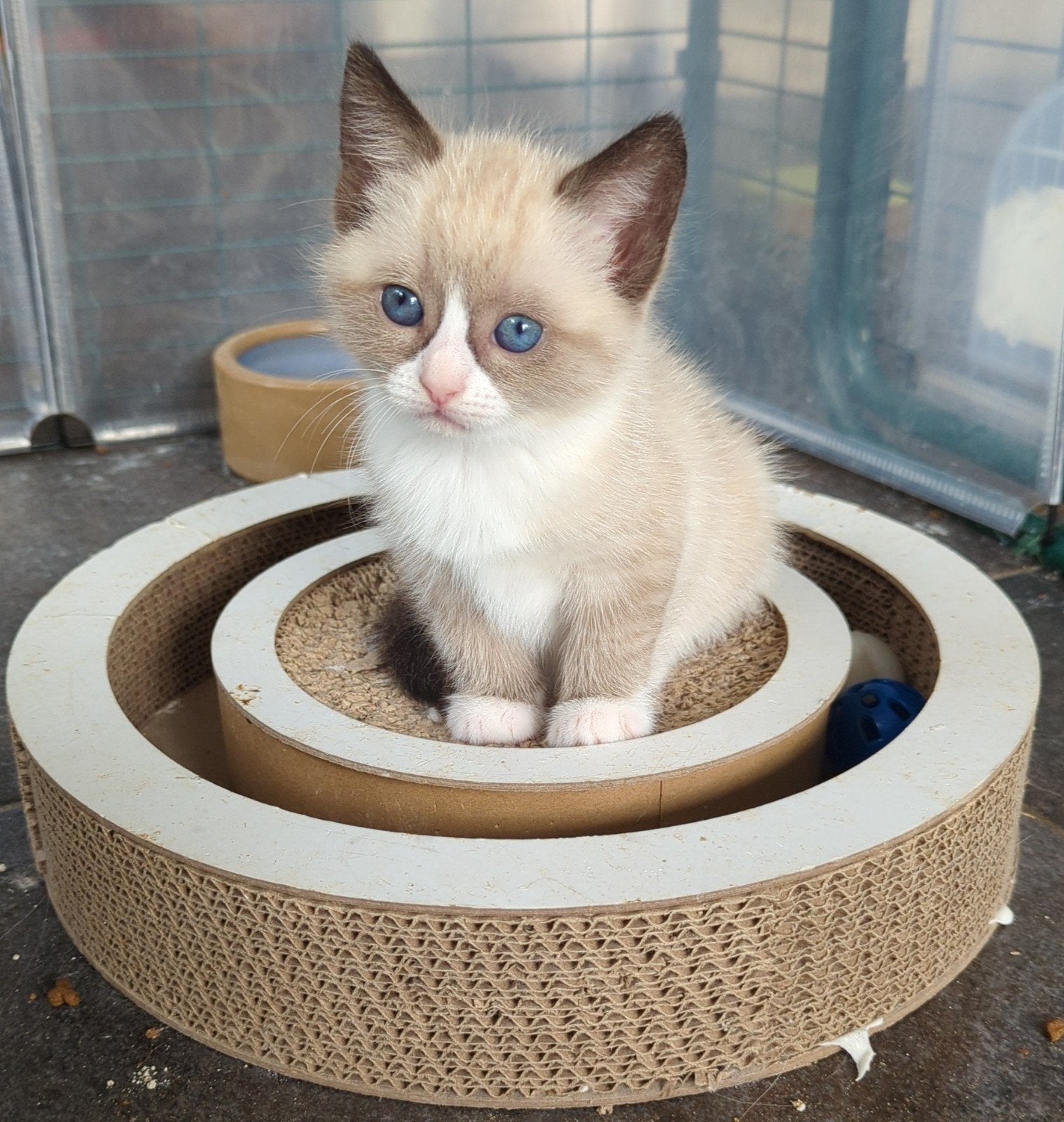 Ragdoll kittens  bicolor seal mitted, Dieren en Toebehoren, Meerdere dieren, Ontwormd