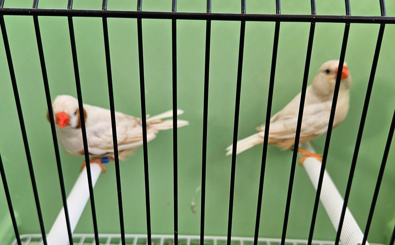 Koppel zebravink isabel bruin, geringd 2026, Dieren en Toebehoren, Vogels | Overige Vogels, Meerdere dieren, Tropenvogel, Geringd