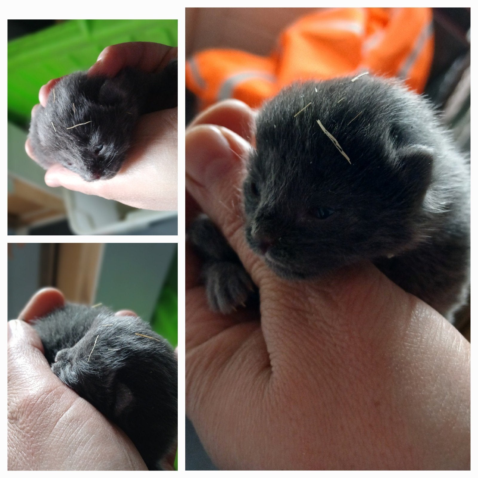 Nog 2 jonge grijze boerderij kittens te koop, Dieren en Toebehoren, Katten en Kittens | Overige Katten, Poes