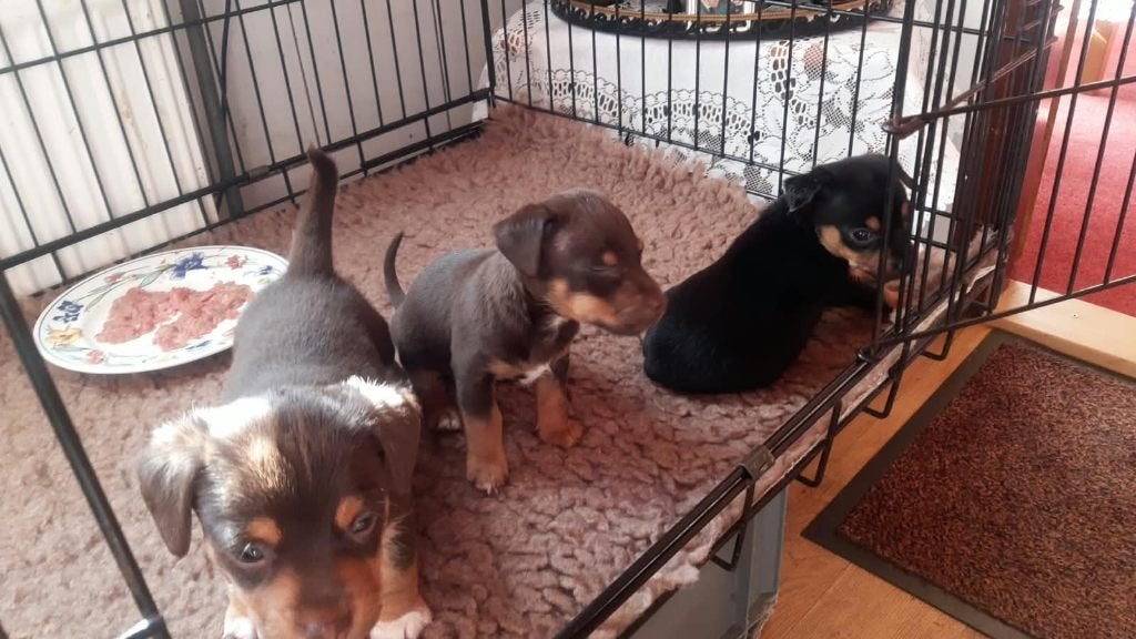 te koop jack russells pups, Jack Russell Terriër, 8 tot 15 weken, Meerdere, Meerdere dieren