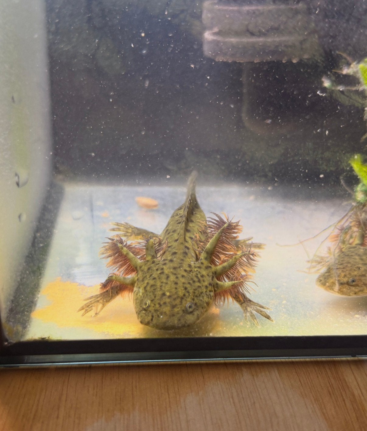 Jonge axolotls, Dieren en Toebehoren, Vis, Zoetwatervis