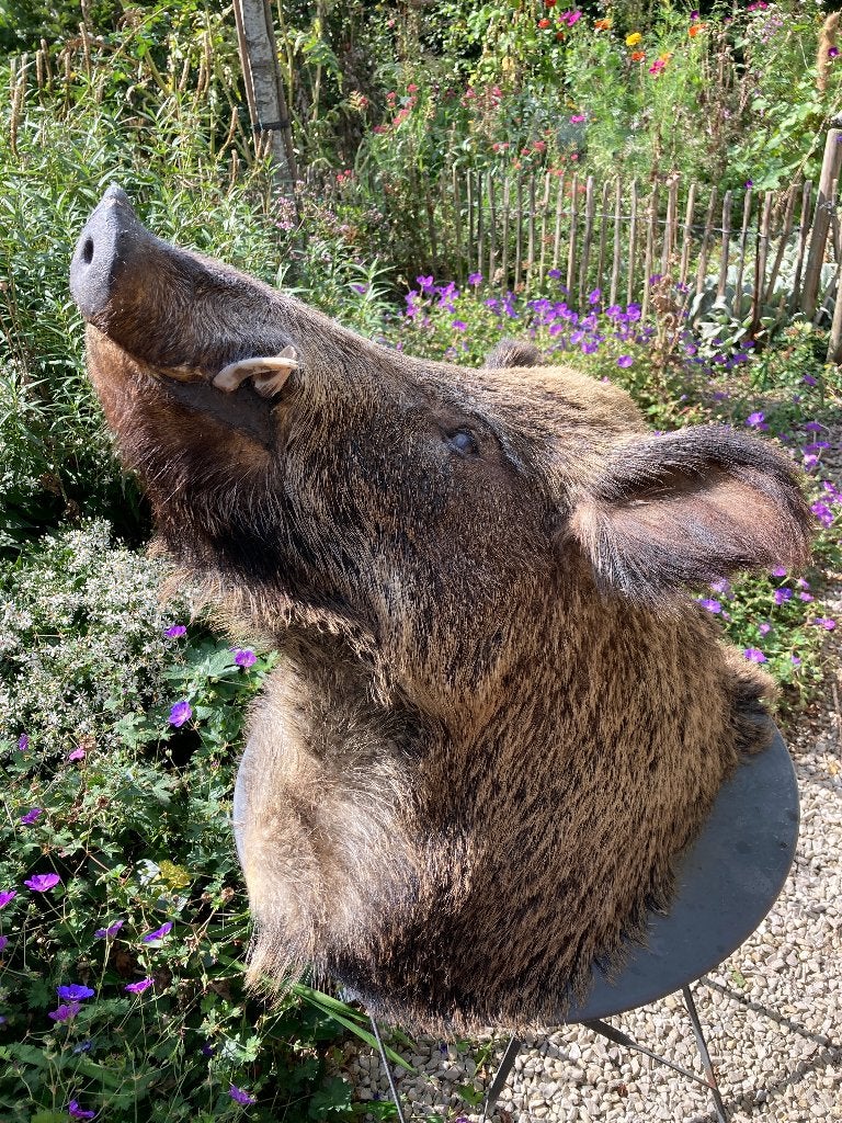 Wild zwijn, taxidermie, Ophalen, Gebruikt, Wild dier, Opgezet dier