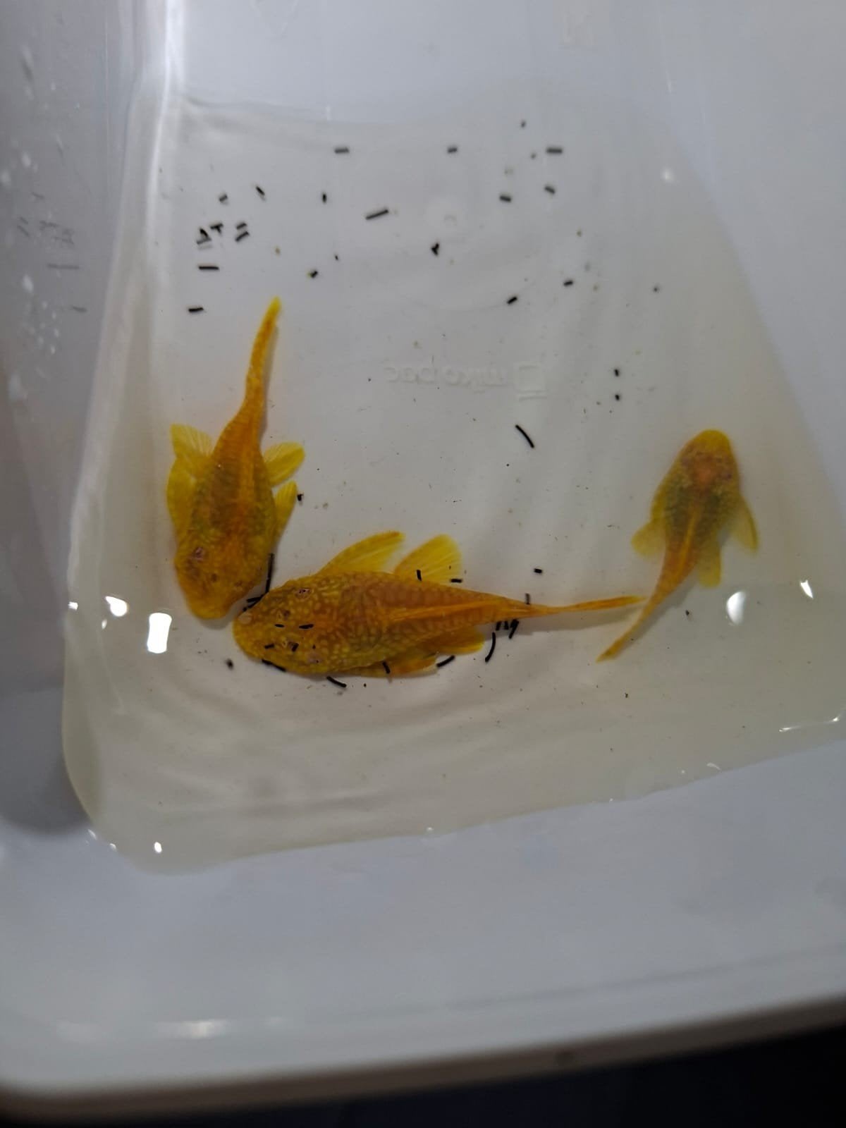 Ancistrus super gold kweek trio, Vis