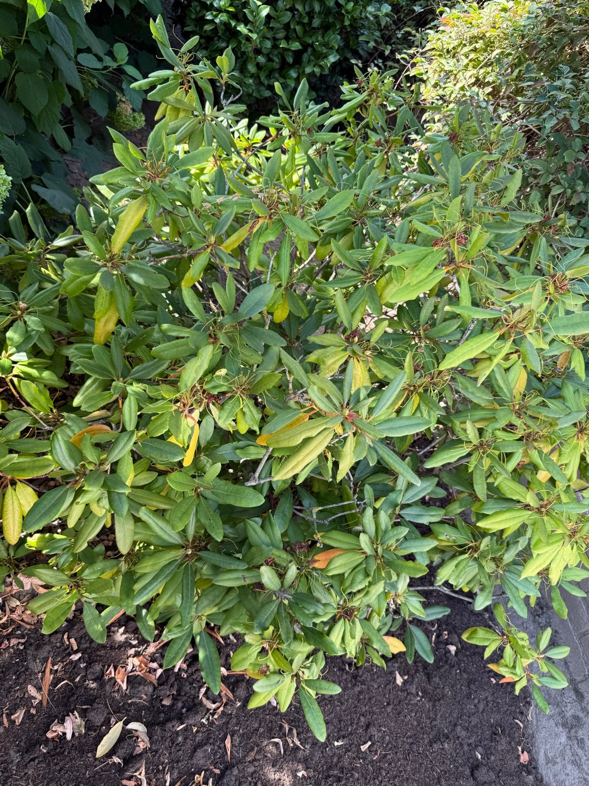 Rhododendron - Groenblijvende struik voor uw tuin, Vaste plant, Halfschaduw, Lente, Ophalen