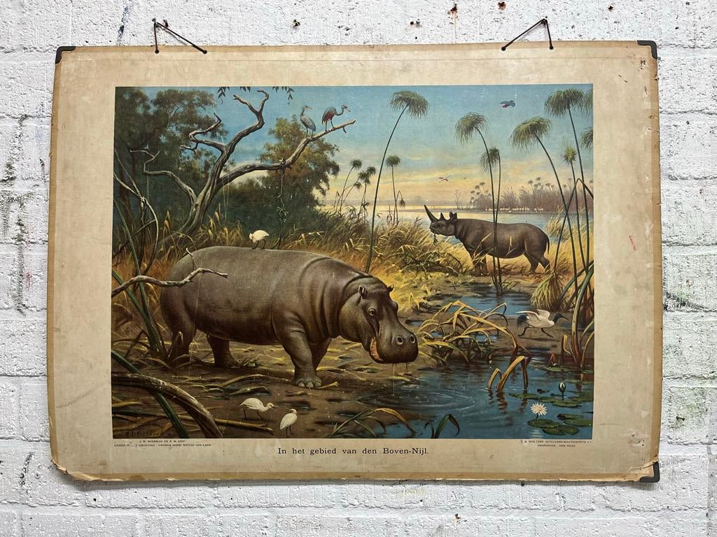 3x Vintage Schoolplaat Nijl, Leeuwen, Oog/Oor/Hersenen, Antiek en Kunst, Antiek | Schoolplaten, Ophalen of Verzenden, Natuur en Biologie