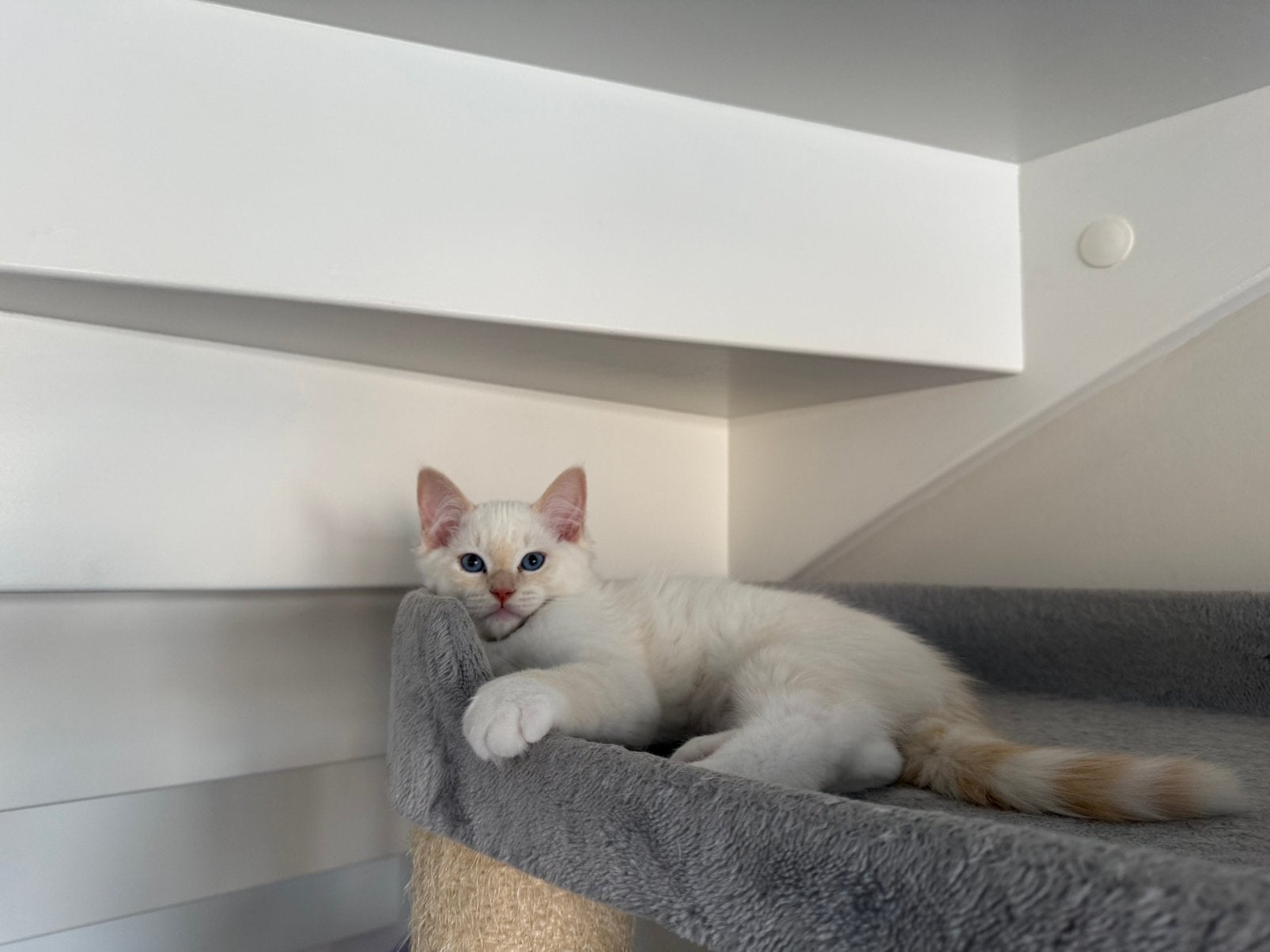 Ragdoll katertje zoekt zijn eigen gouden mandje, Dieren en Toebehoren, Katten en Kittens | Raskatten | Langhaar, Kater, Gechipt