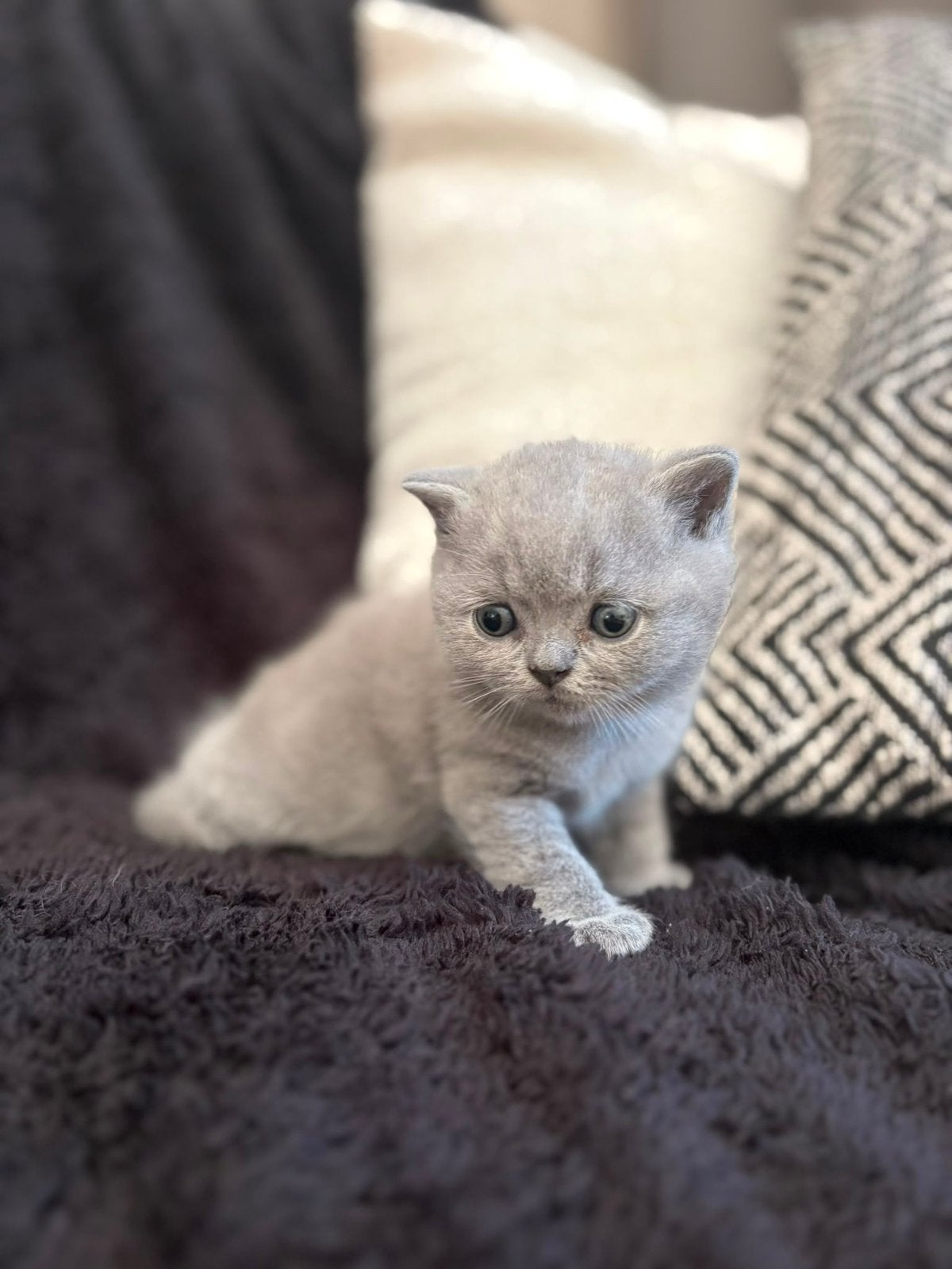 5 Britskorthaar kittens, Dieren en Toebehoren, Meerdere dieren, Gechipt, 0 tot 2 jaar