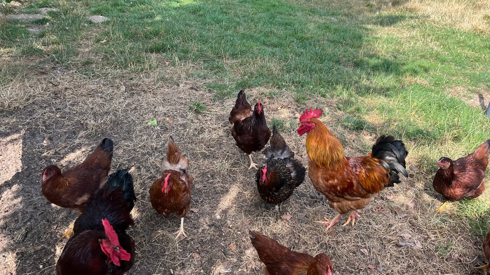 Rhode island red en donker bruine legkip, Dieren en Toebehoren, Pluimvee, Vrouwelijk, Kip
