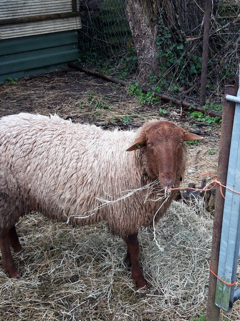 Gezocht Solognote ram, Dieren en Toebehoren, Mannelijk, Schaap, 0 tot 2 jaar