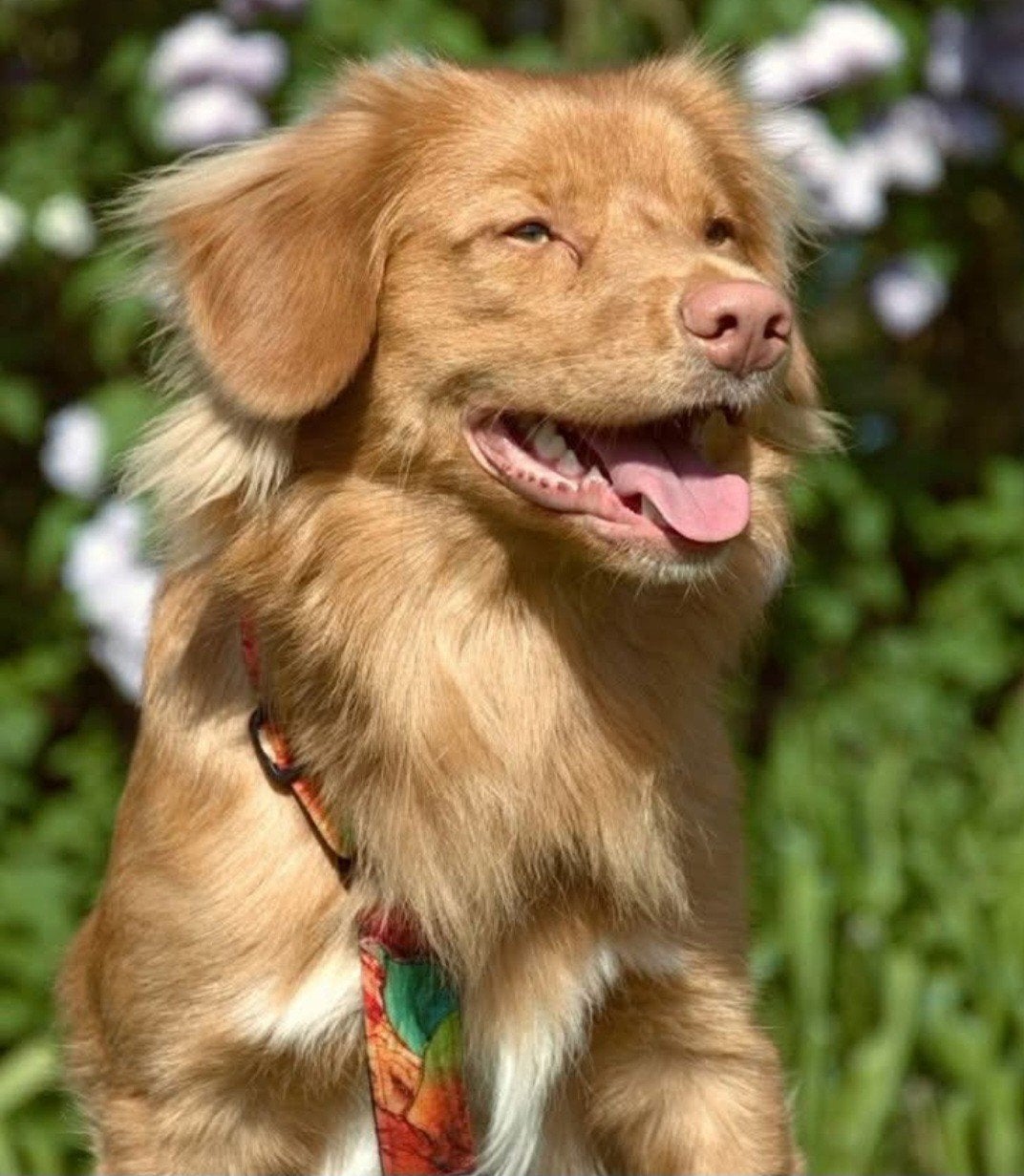 Nova scotia duck tolling retriever pups met stamboom, Parvo, Overige rassen, 8 tot 15 weken, Meerdere