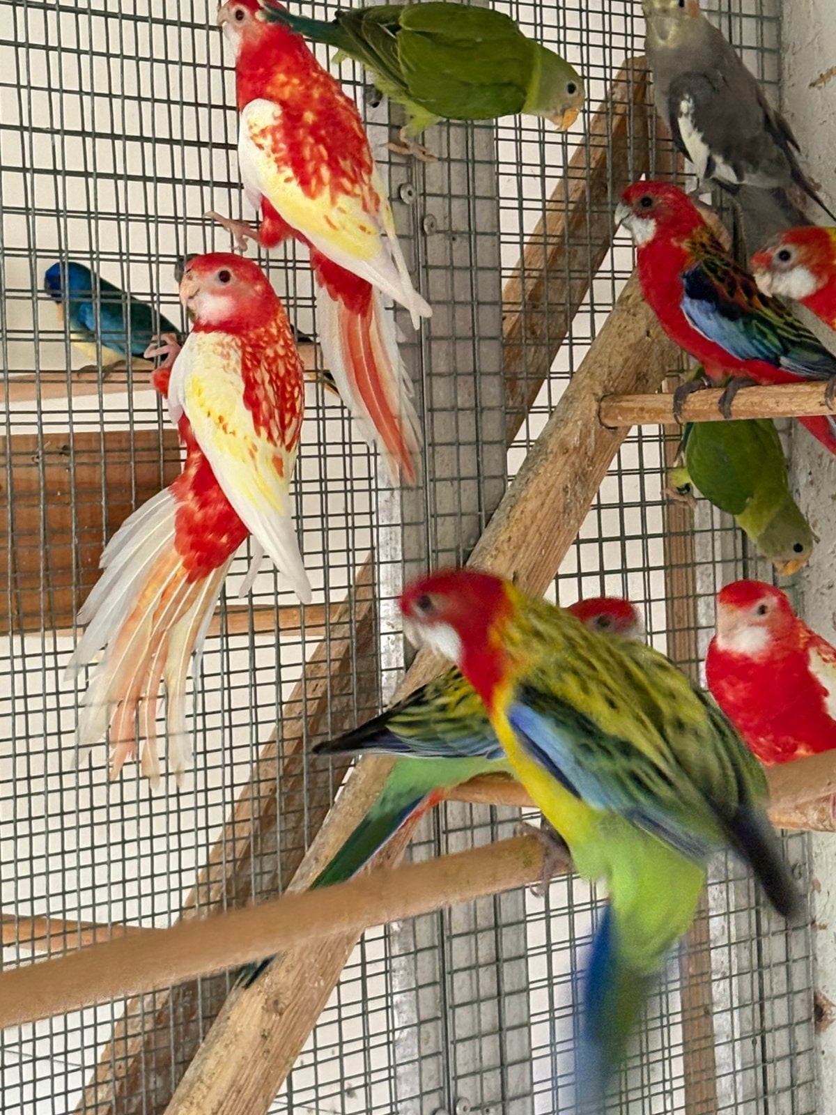 Drie Rubino rosselas, Meerdere dieren, Parkiet