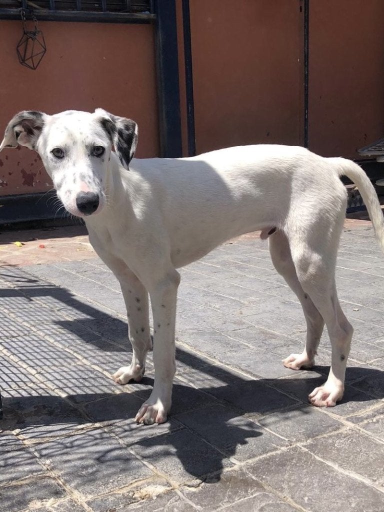 ACE: Icon een sociale hond met een sterk karakter, Dieren en Toebehoren, Honden | Niet-rashonden, Particulier, 15 weken tot 1 jaar