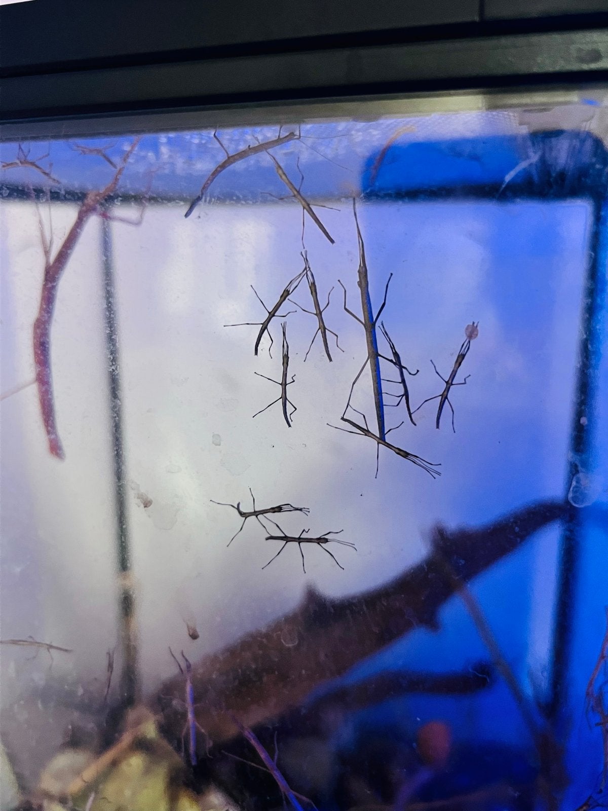 Terarium met wandelende takken en heel veel babys, Dieren en Toebehoren, Ophalen