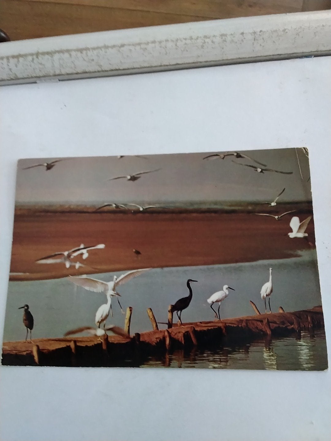 Oude ansichtkaart Afrikaanse Fauna - Vogels Congo, Ophalen of Verzenden