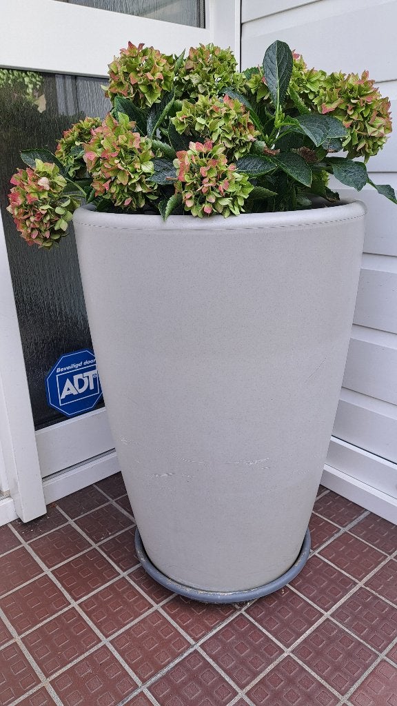 Hortensia in mooie sierpot, Volle zon, Vaste plant, Zomer, Ophalen