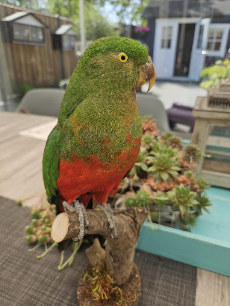 Super mooie nieuw opgezette  koningsparkiet vrouw, Ophalen of Verzenden, Nieuw, Vogel, Opgezet dier