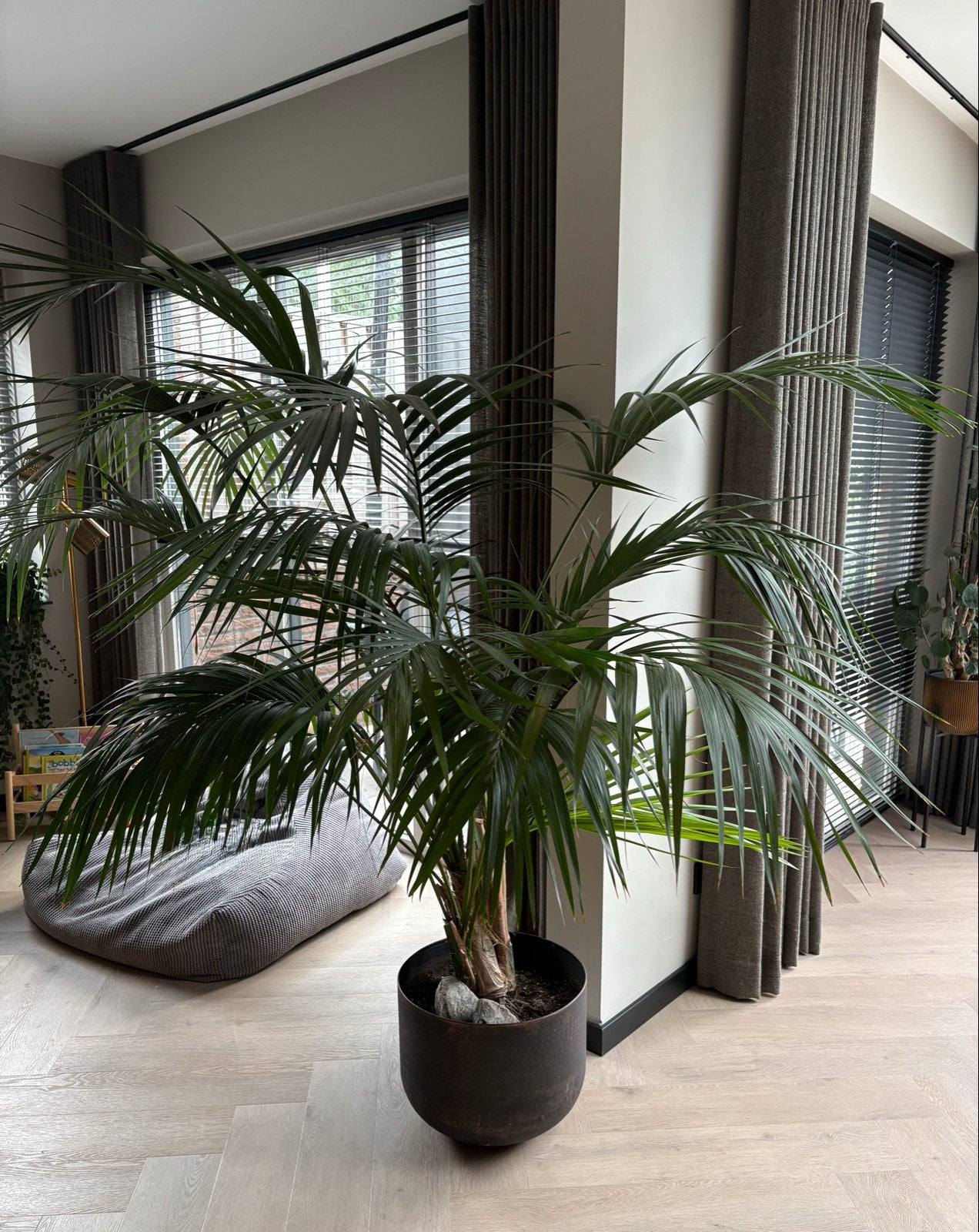 Grote Palm (ca. 2.10m hoog, 2m breed) in pot, Ophalen, 200 cm of meer, Palm, Halfschaduw