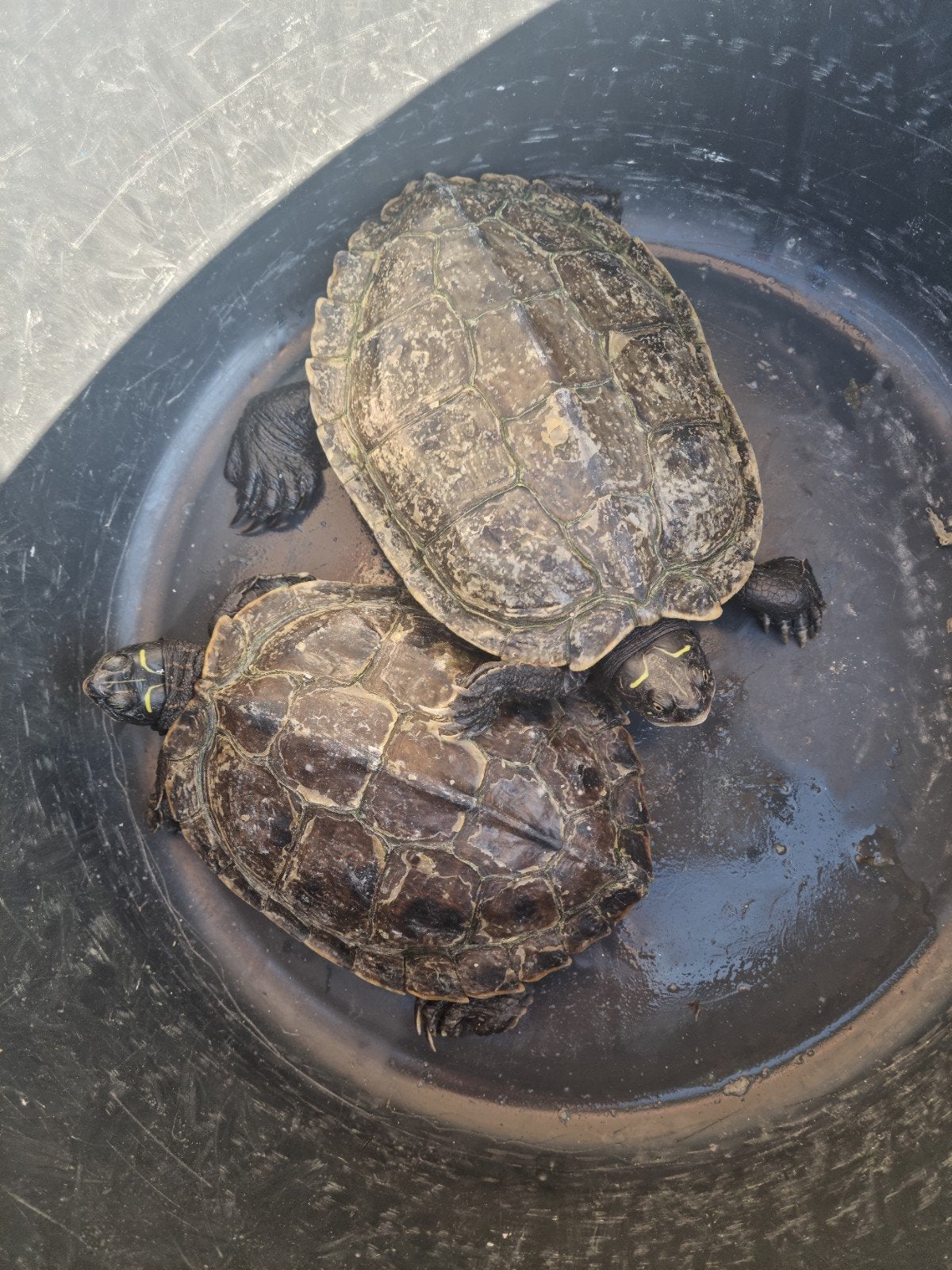2 volwassen 20cm! Zaagrugschildpadden water schildpadden

Be, Dieren en Toebehoren, Schildpad