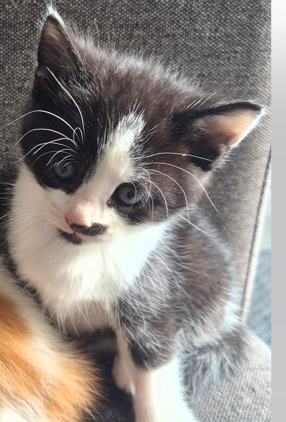 kittens, Kater, 0 tot 2 jaar