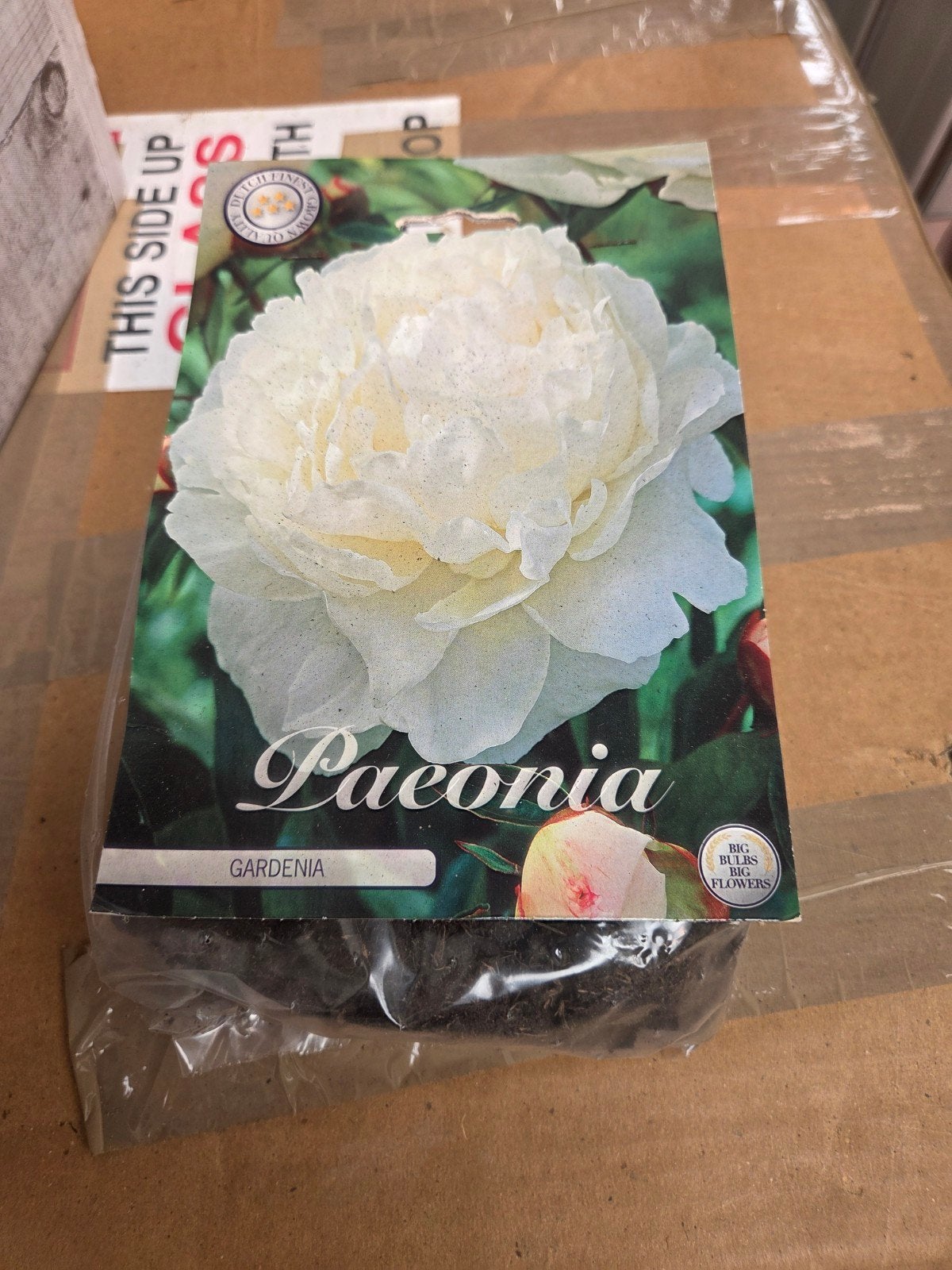 Paeonia Gardenia - Witte Pioenroos Wortelstok, Ophalen of Verzenden, Najaar, Volle zon, Wortelstok