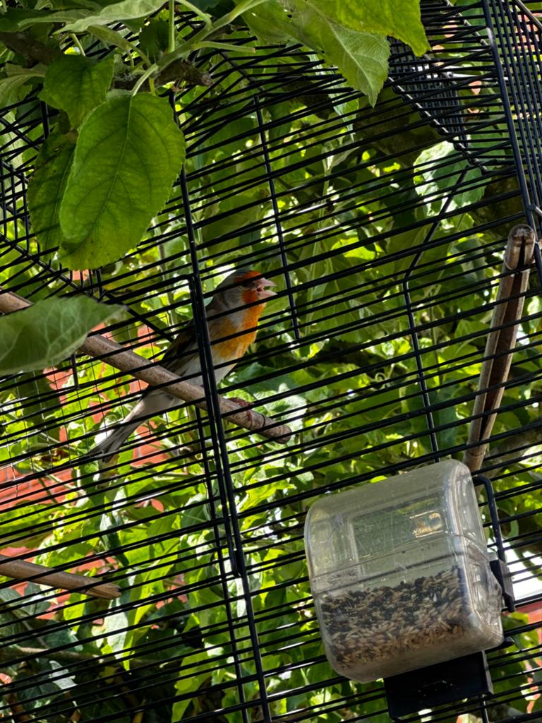 Bastaard man 2025/met putter x kanarie, Dieren en Toebehoren, Vogels | Kanaries, Mannelijk, Bastaard
