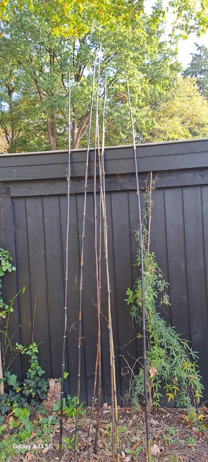 bamboestokken, zwart en rietstokken. lengte tot 4 meter., Ophalen, 250 cm of meer, Palen
