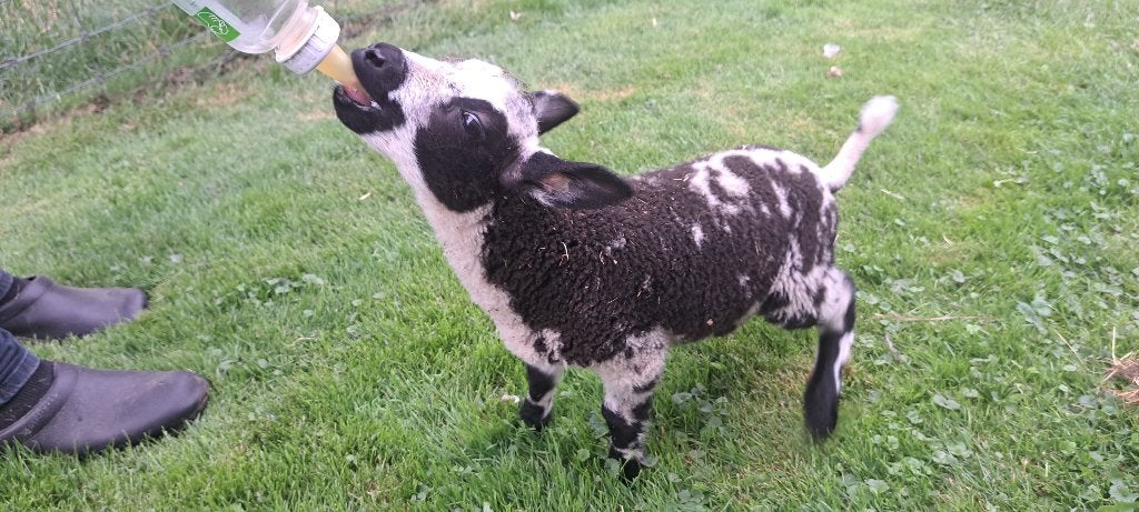 bont leblam fleslam ooitje te koop, Dieren en Toebehoren, Vrouwelijk, Schaap
