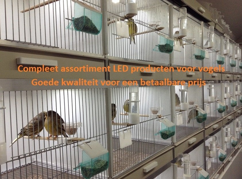 Uw kanaries huisvesten met Avicultuur-LED producten, Meerdere dieren, Kleurkanarie
