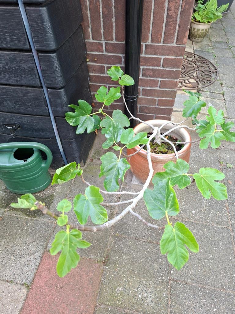 Vijg struik, Tuin en Terras, Planten | Fruitbomen, Ophalen, Minder dan 100 cm, Overige soorten, In pot