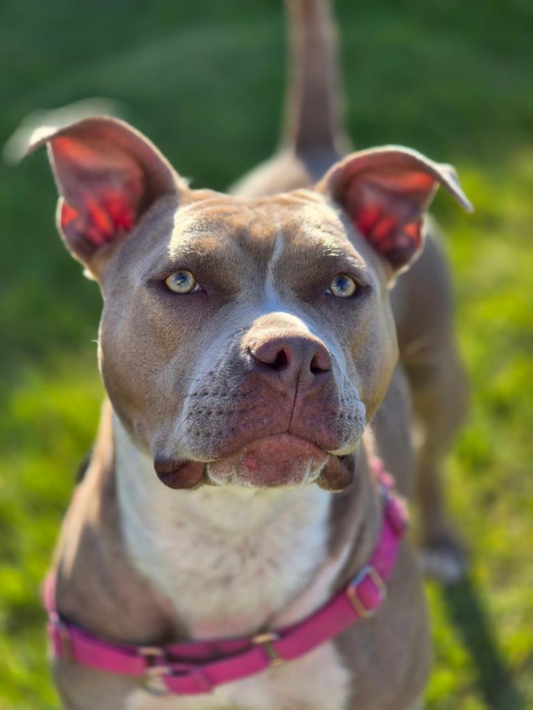 Pocket bully, 1 tot 2 jaar, Teef, Eén hond, Nederland