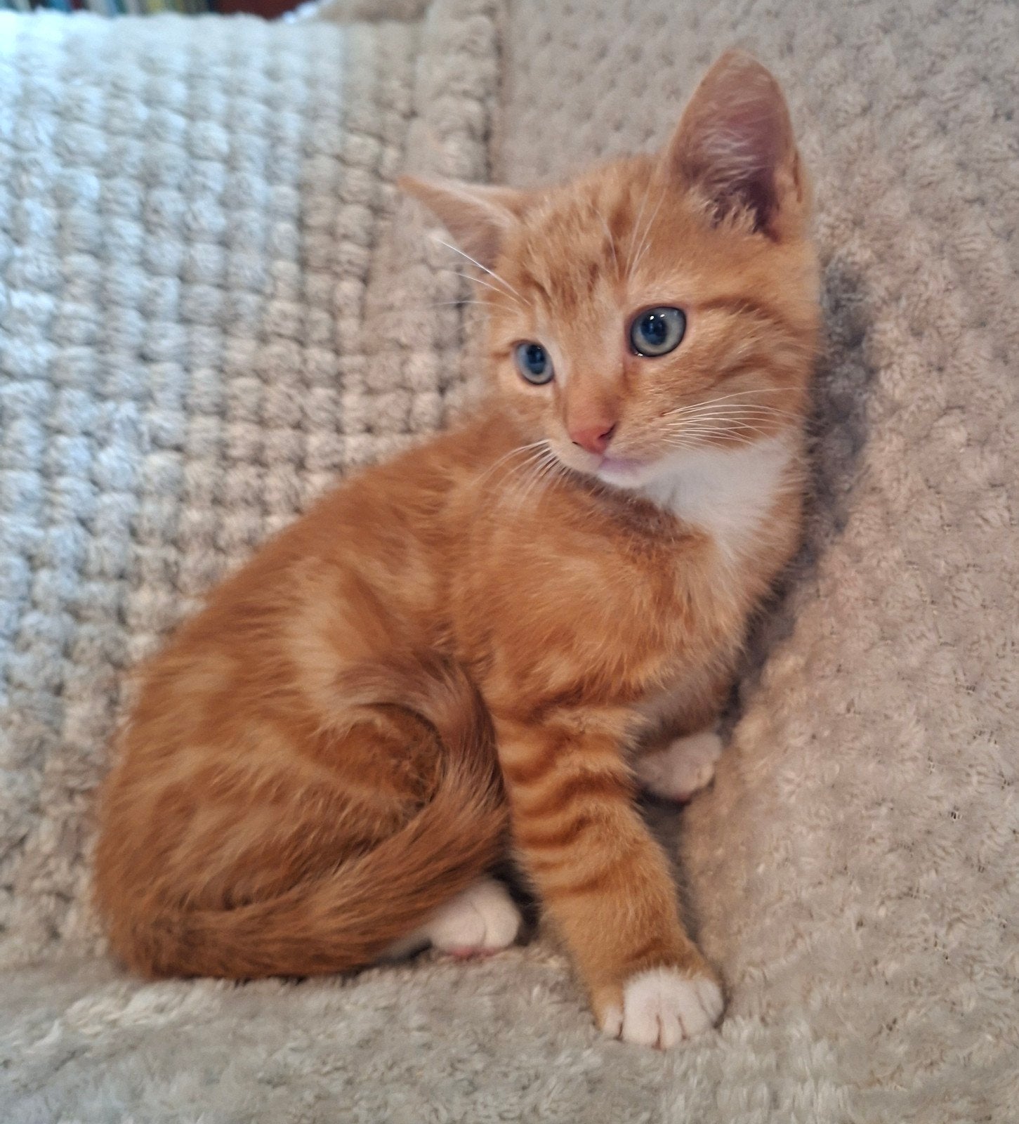 Lieve, speelse kittens (rood en lapjes), Dieren en Toebehoren, Meerdere dieren, Ontwormd, 0 tot 2 jaar