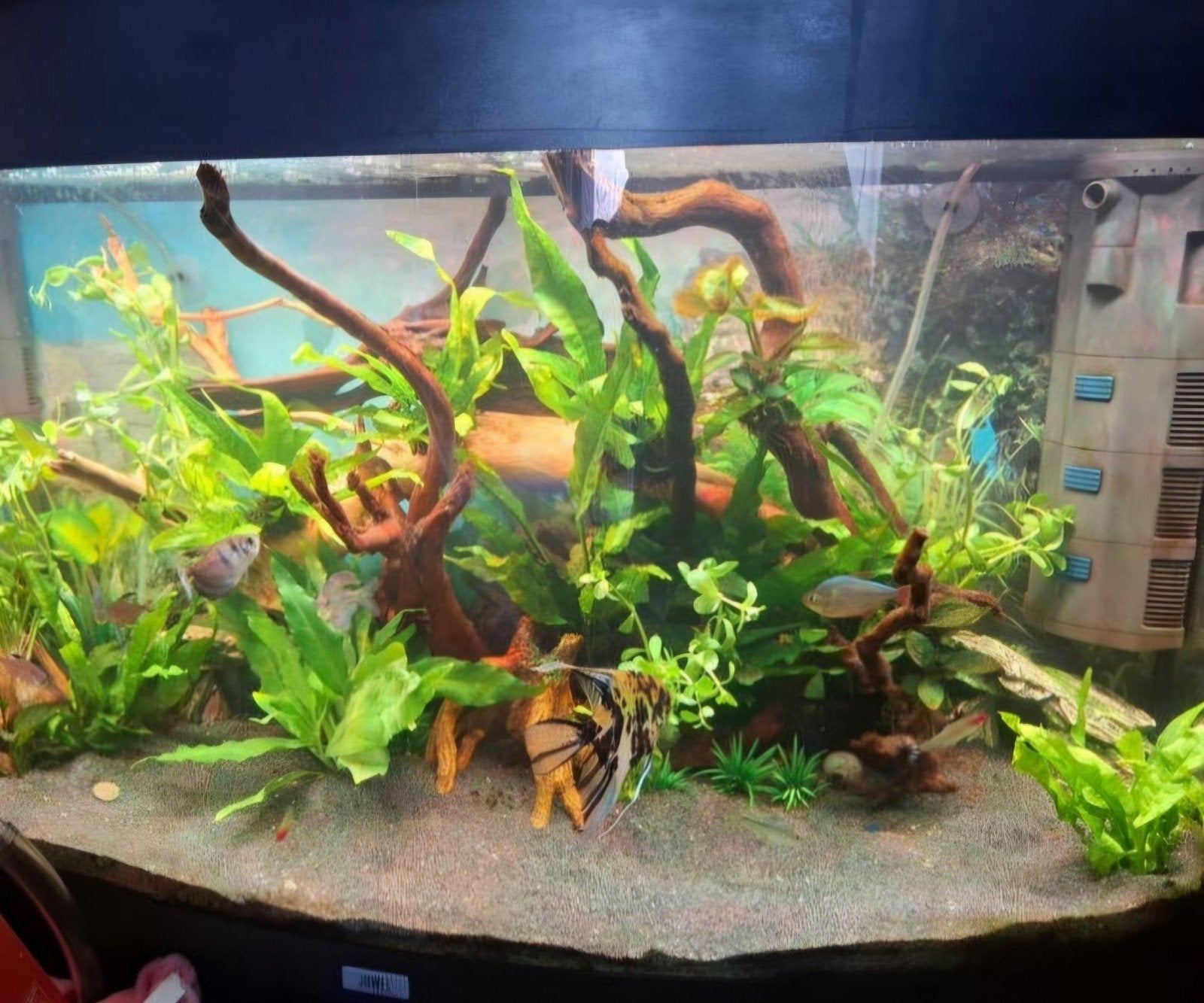Lek  Juwel vision compleet, Ophalen, Gebruikt, Terrarium of Paludarium