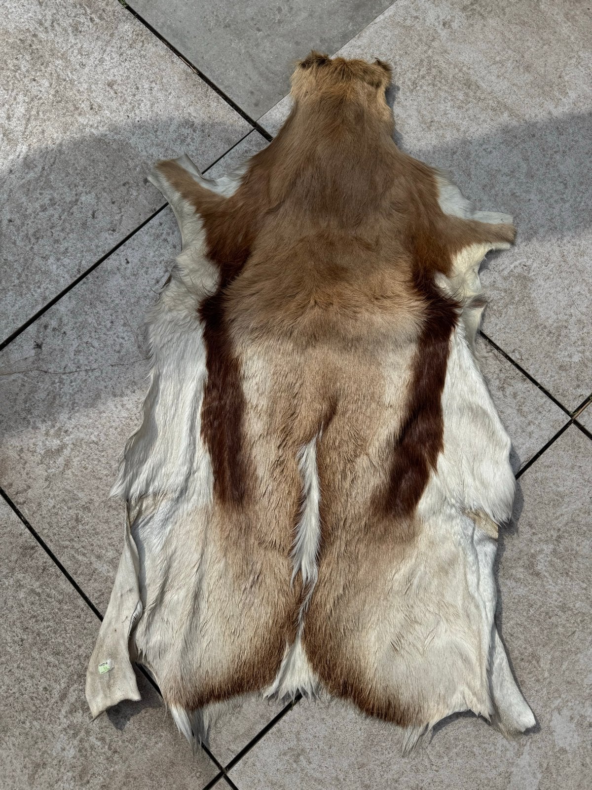 Prachtige Herten Vacht - Natuurlijke Decoratie, Gebruikt, 100 tot 150 cm, Bruin, Overige vormen