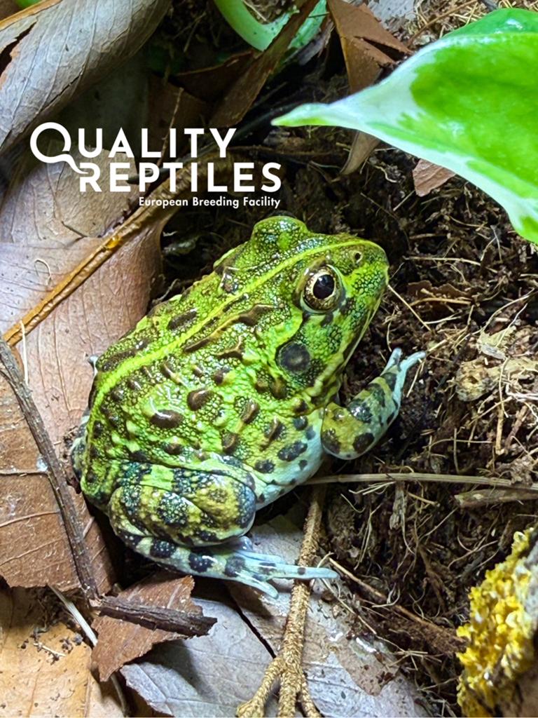 Afrikaanse stierkikker vermoedelijk man met terrarium, Dieren en Toebehoren, Reptielen en Amfibieën, Slang, Met terrarium, 0 tot 2 jaar
