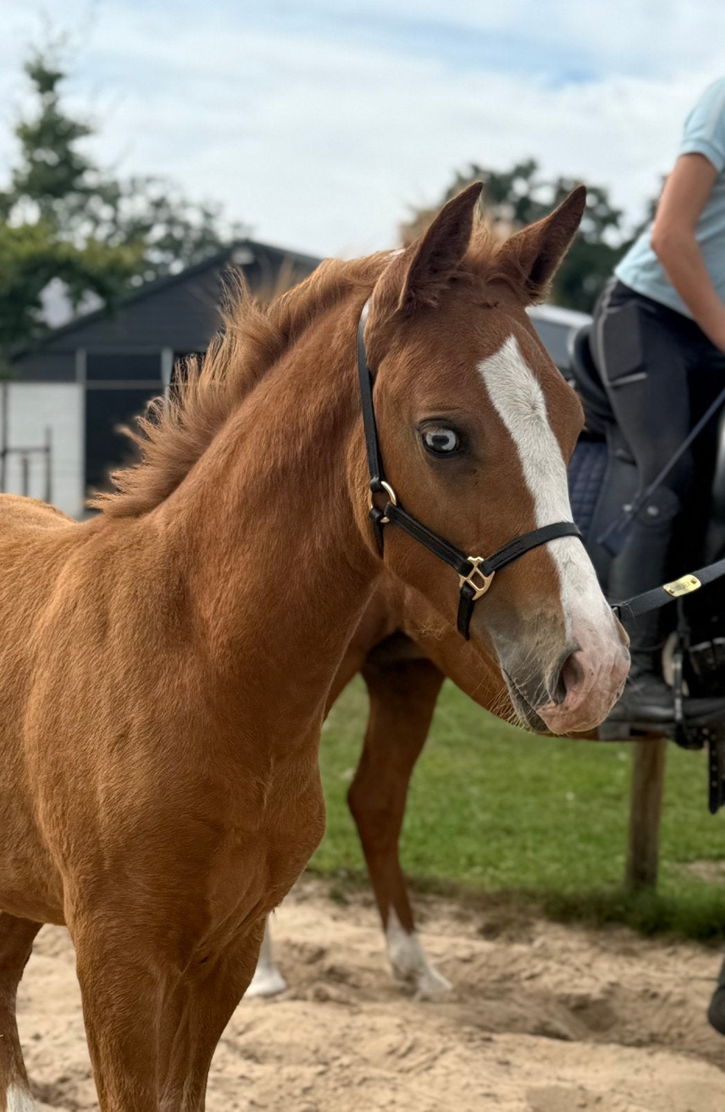 New Forest hengstveulen 1e premie, Dieren en Toebehoren, Met stamboom, Niet van toepassing, 0 tot 2 jaar, Hengst