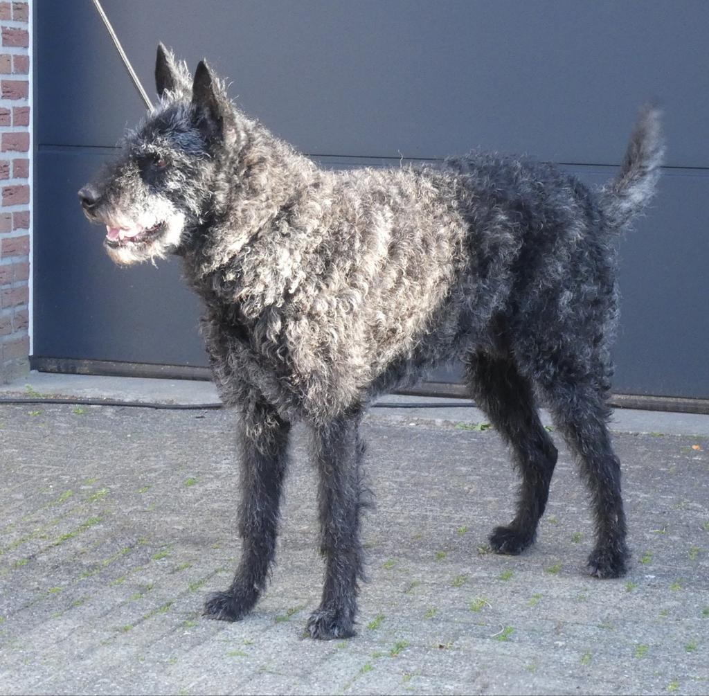 RUWHARIGE HOLLANDSE HERDERS, 8 tot 15 weken, Parvo, Meerdere, Meerdere dieren
