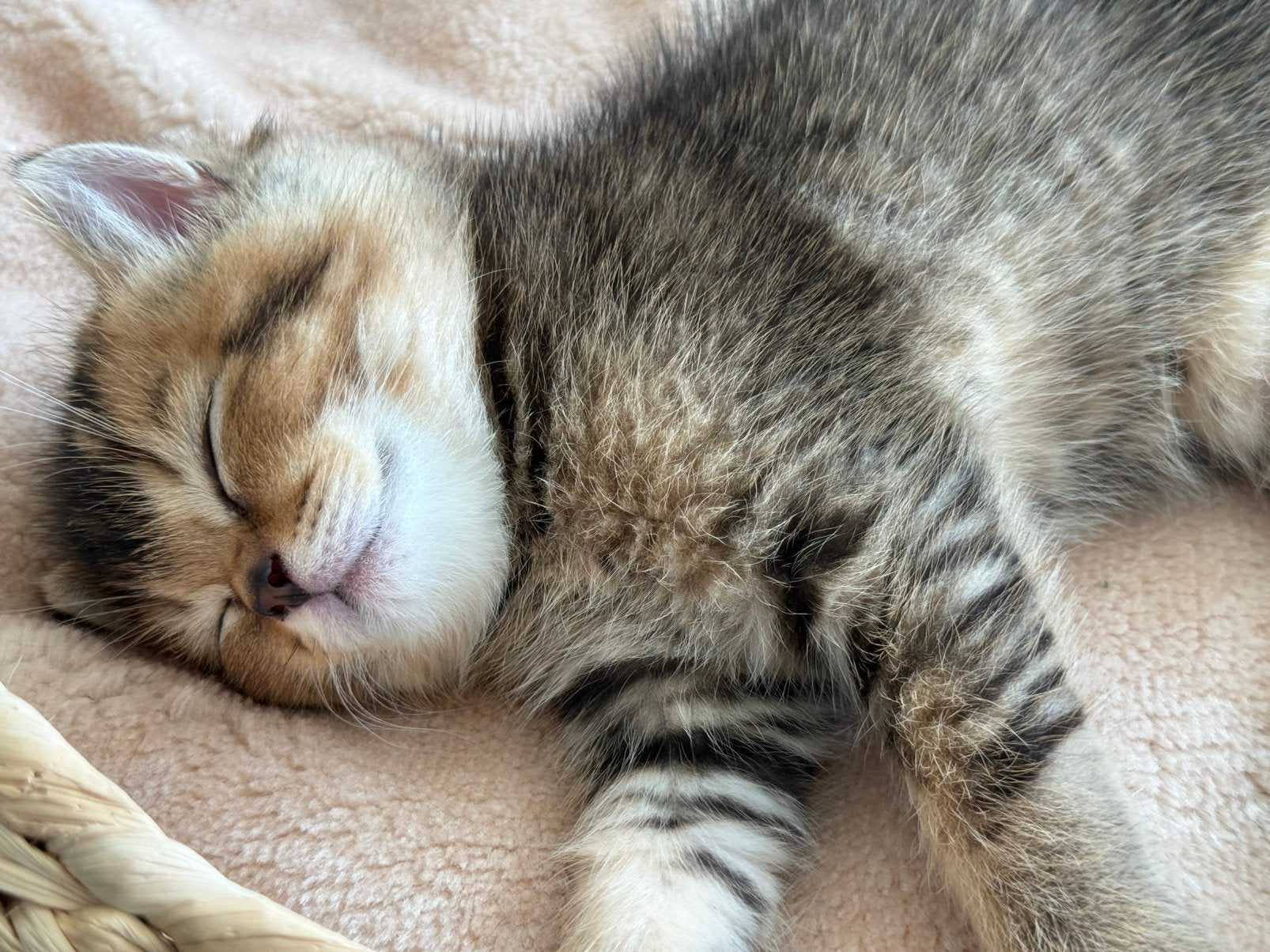 Twee Britse Korthaar kittens, Geslacht onbekend, Kortharig, 0 tot 2 jaar