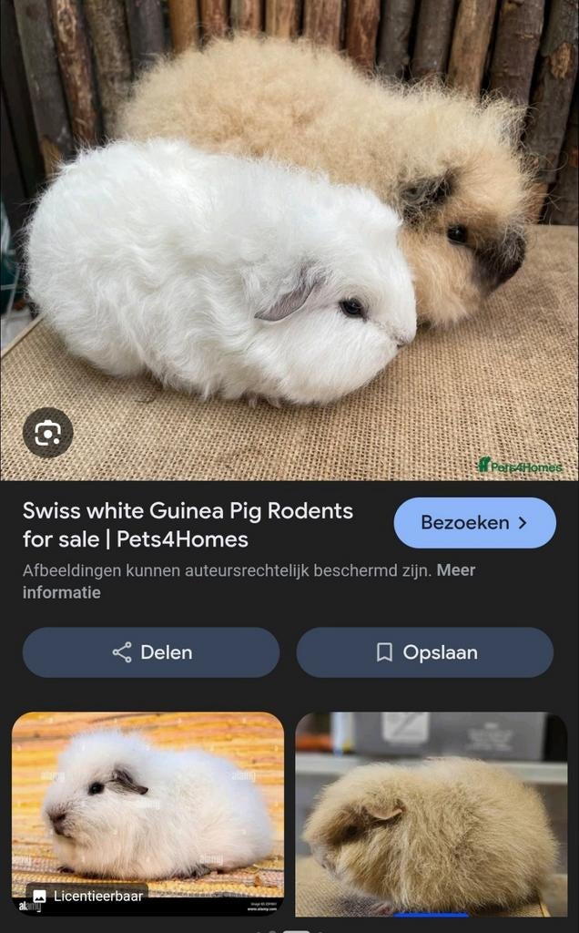 Gezocht! CH Teddy zeugje in creme voor knuffel, Dieren en Toebehoren, Knaagdieren, Vrouwelijk, Tam, Maart, Cavia