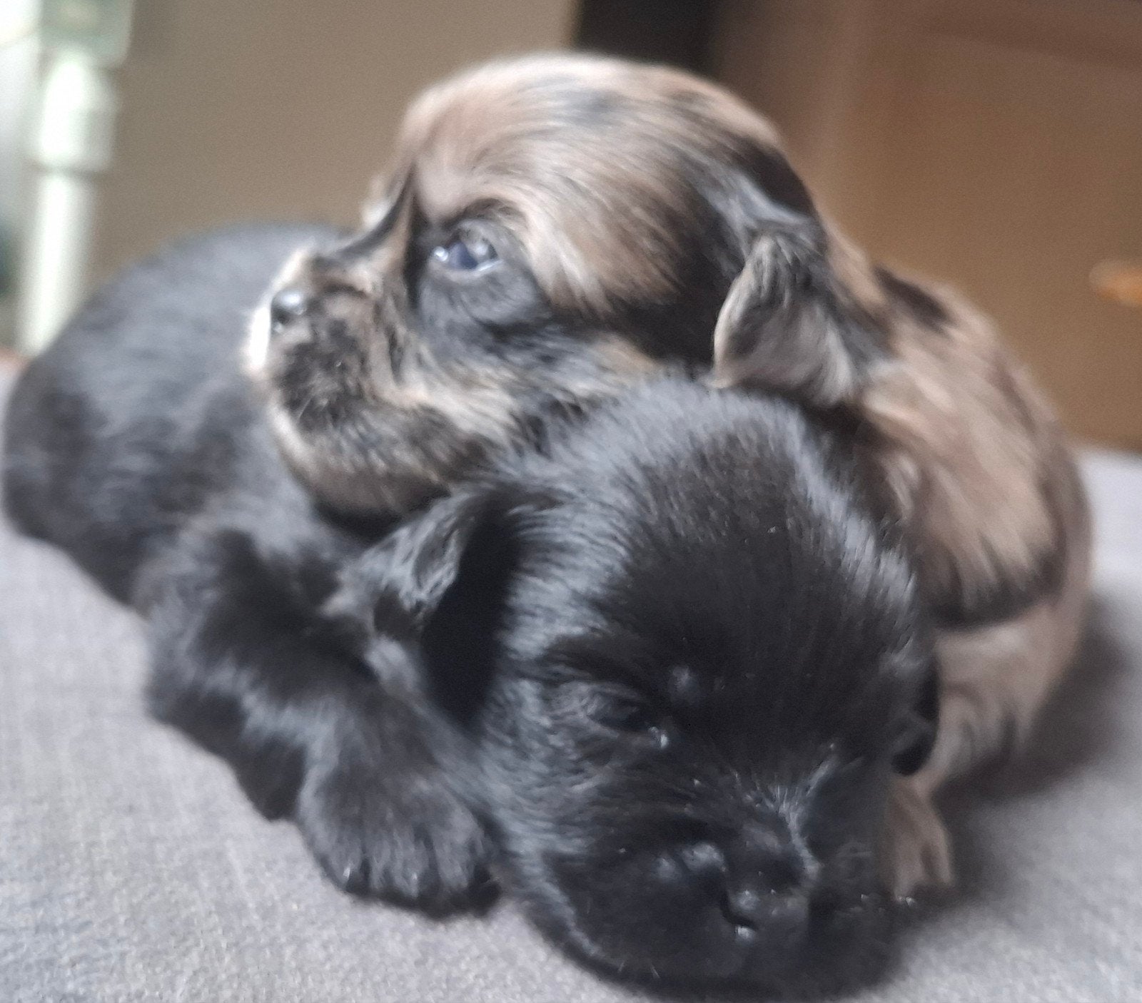 Prachtige unieke Shiranian (F1) pups (Shih Tzu x  pomeriaan), 8 tot 15 weken, Meerdere, Meerdere dieren, Klein