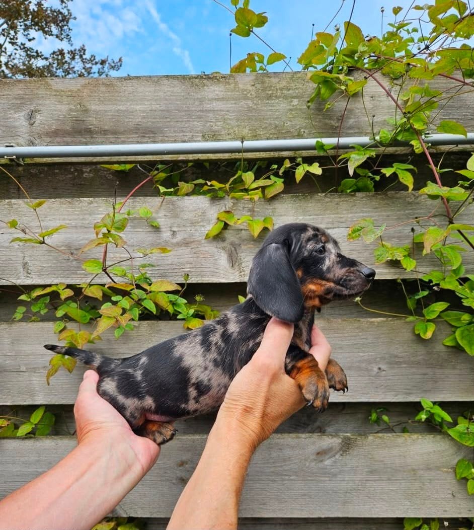 dwerg teckel pups dwergteckel pups, Dieren en Toebehoren, Honden | Teckels en Dashonden, 8 tot 15 weken, Meerdere, Nederland, Fokker | Hobbymatig