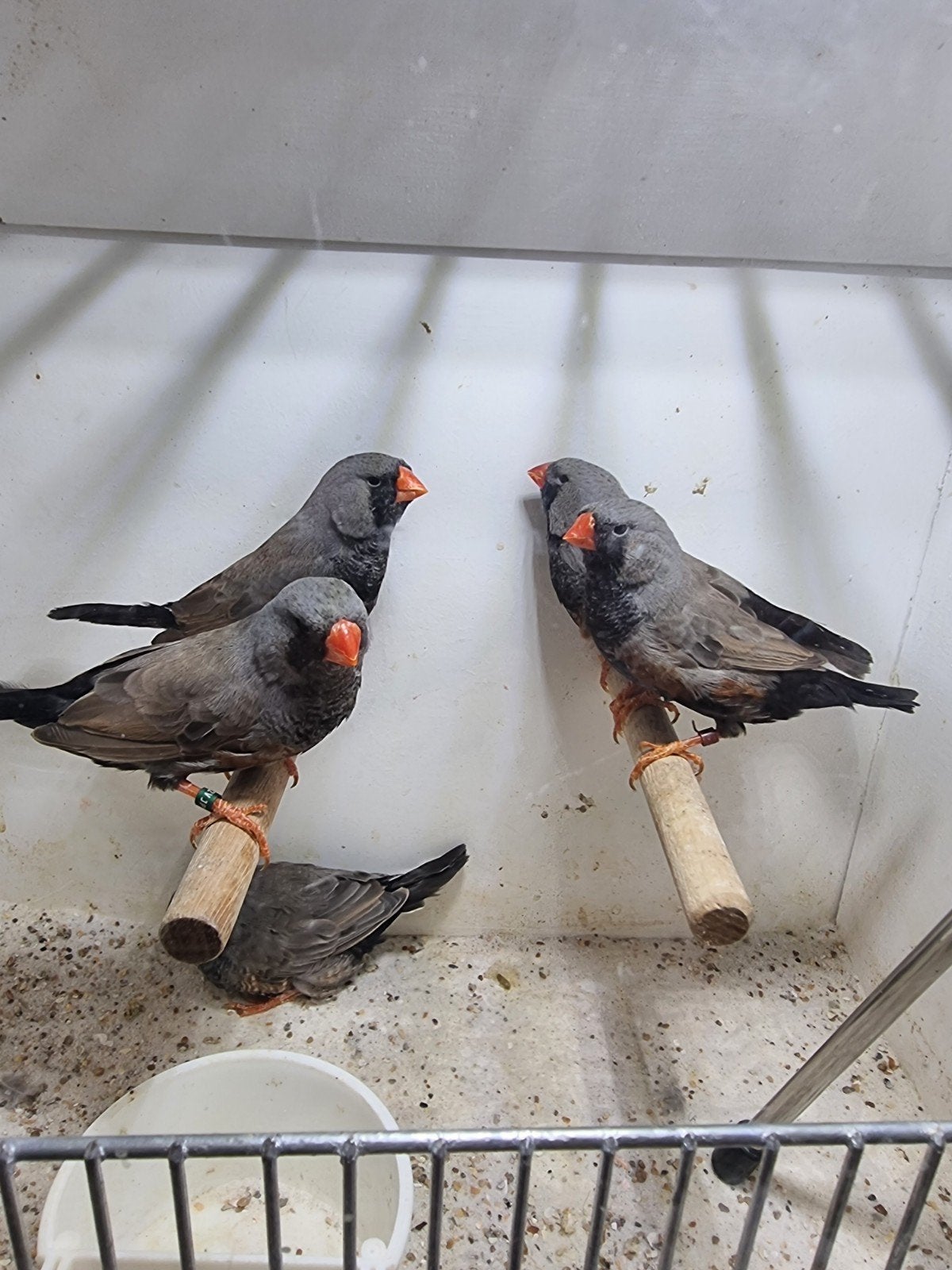 Te koop mannen & poppen Charcoal grijze, Dieren en Toebehoren, Vogels | Overige Vogels, Meerdere dieren