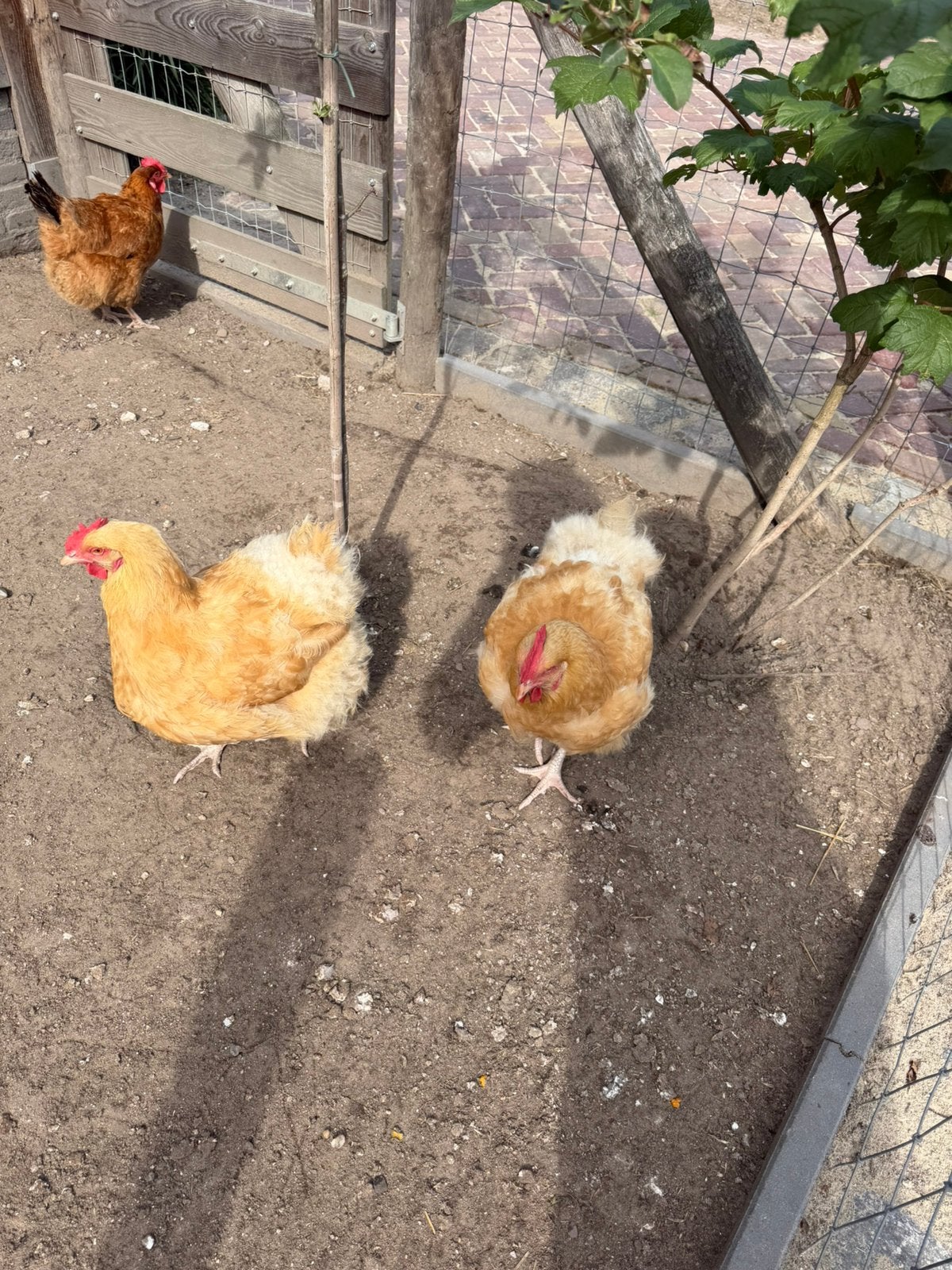 Orpington Buff trio, Dieren en Toebehoren, Pluimvee, Meerdere dieren, Kip