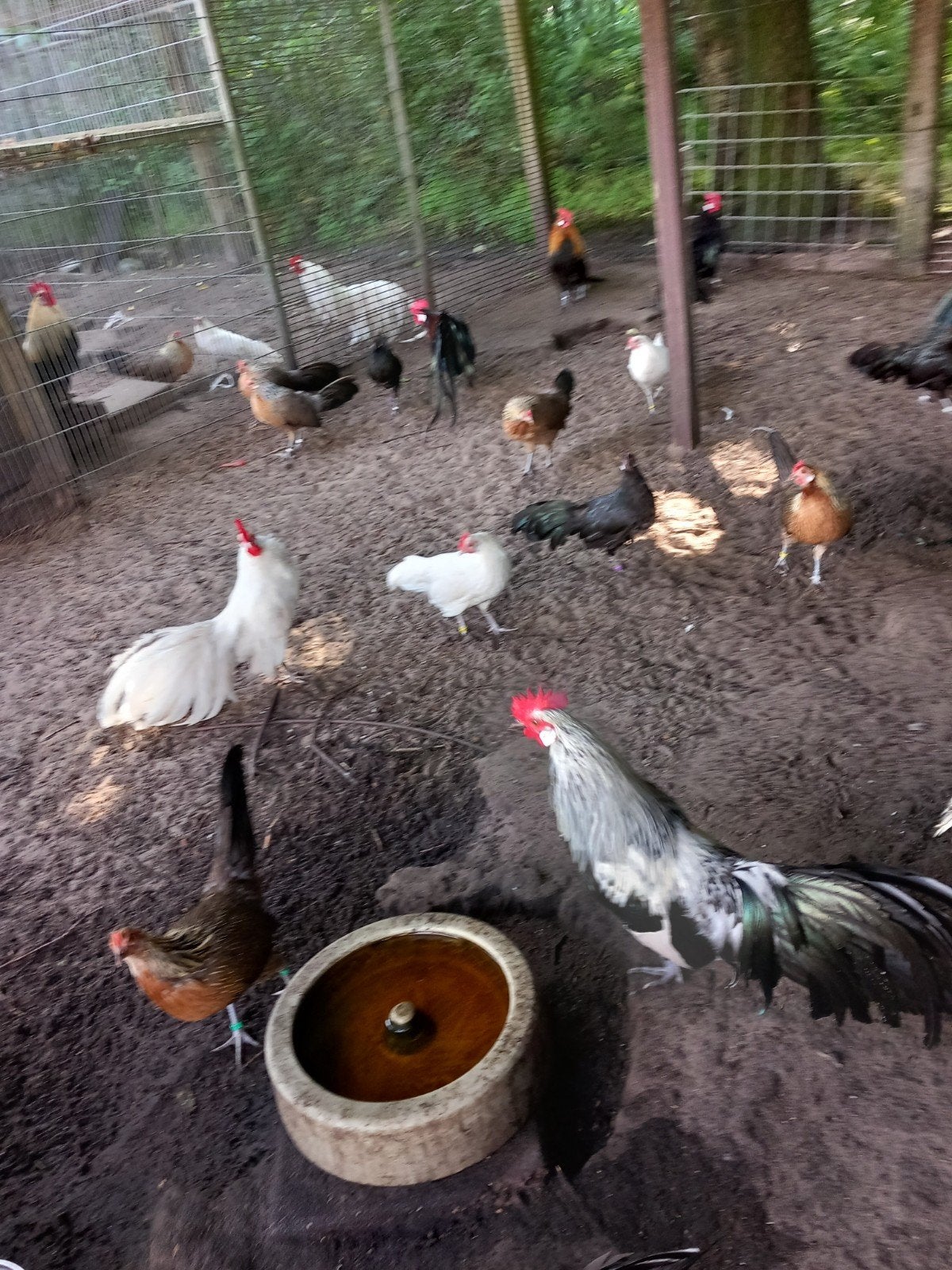 Phoenix dwerghoenders in diverse kleurslagen., Meerdere dieren, Kip