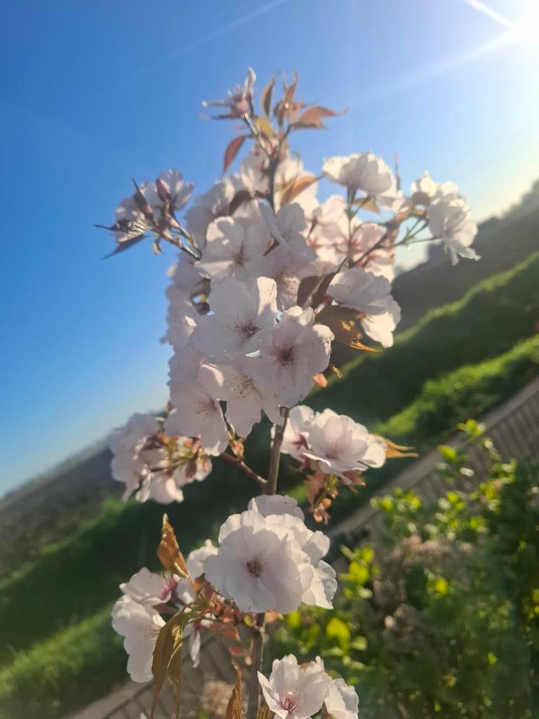 Japanse sierkers Prunus serrulata ‘Sunset Boulevard’, Ophalen of Verzenden