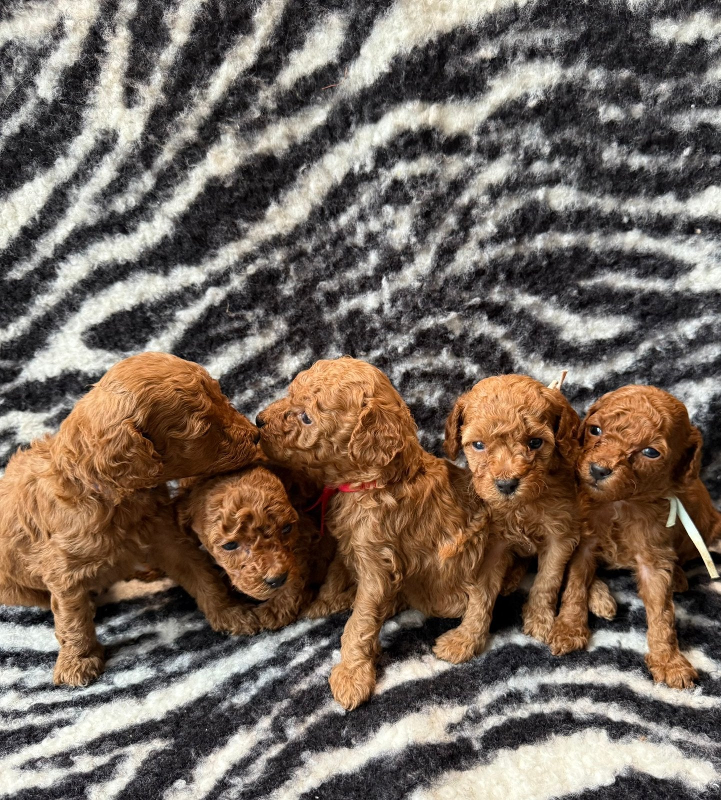 Toypoedel pups, Poedel, 8 tot 15 weken, Meerdere, Meerdere dieren