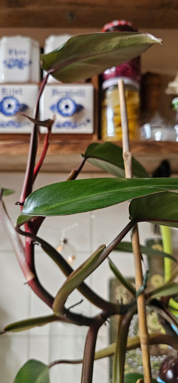 Philodendron Erubescens red, Huis en Inrichting, Overige soorten, Minder dan 100 cm, Groene kamerplant, Halfschaduw