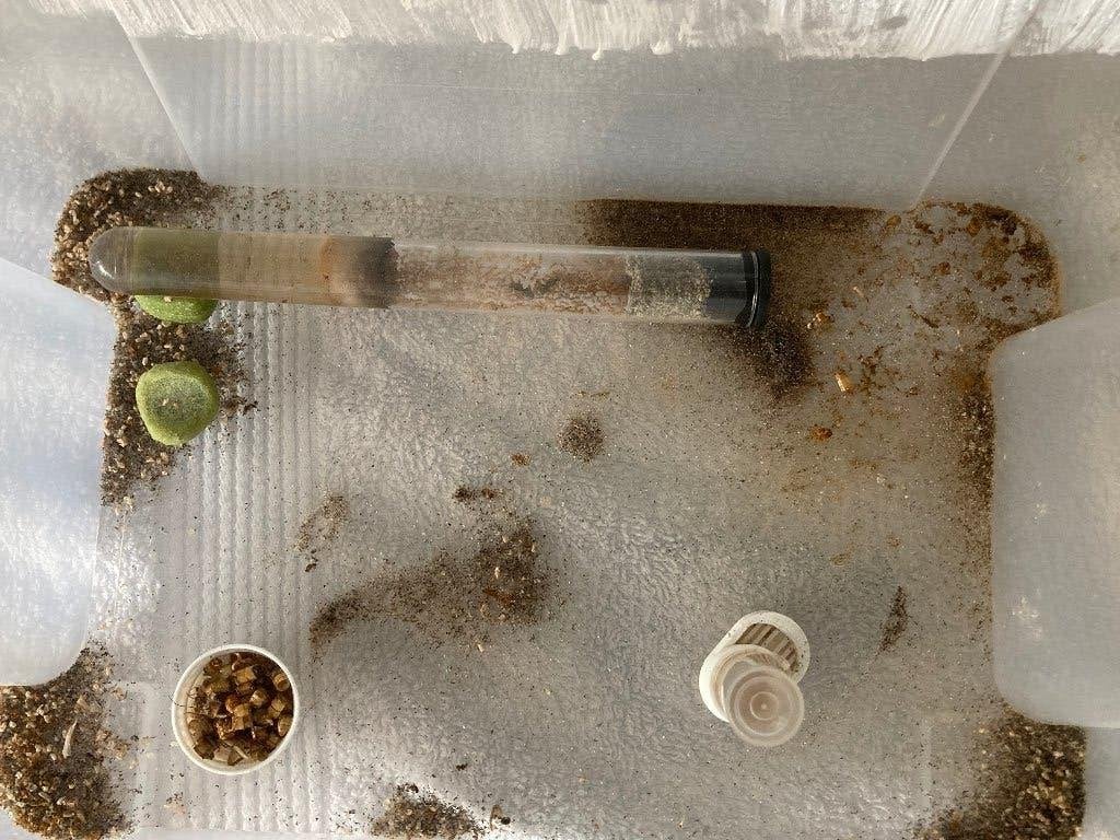 Mieren, Lasius Flavus, 2Q, lots of workers, September, Meerdere dieren